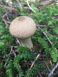 Lycoperdon perlatum image