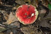 Russula xerampelina image