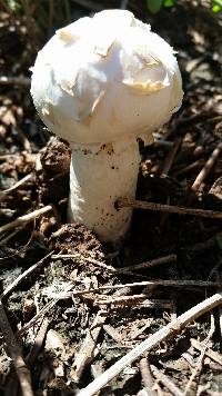 Agaricus texensis image