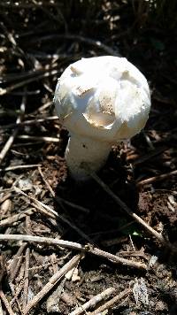 Agaricus texensis image