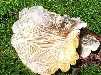 Pleurotus ostreatus image