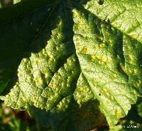 Puccinia malvacearum image