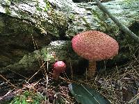 Suillus pictus image