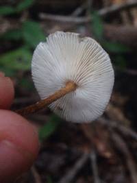 Crinipellis zonata image