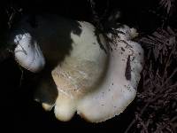 Pleurotus ostreatus image