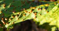 Puccinia malvacearum image