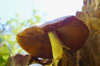 Volvariella bombycina image