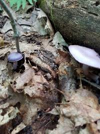 Cortinarius iodes image