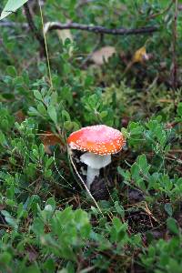 Amanita muscaria image