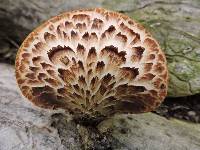 Polyporus squamosus image