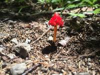 Hygrocybe conica image