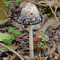 Coprinus comatus image