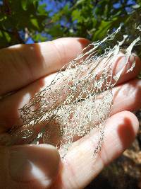 Ramalina menziesii image