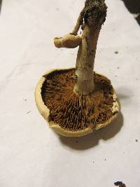 Agrocybe cylindracea image