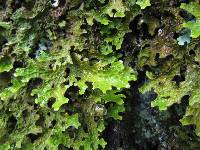 Lobaria pulmonaria image