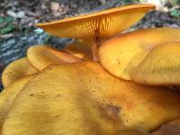 Omphalotus illudens image