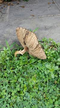 Chlorophyllum molybdites image