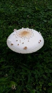 Chlorophyllum molybdites image