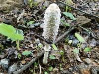 Coprinus comatus image