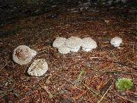 Lycoperdon perlatum image