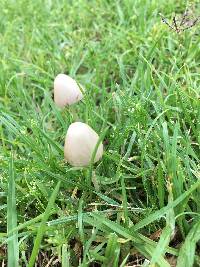 Conocybe apala image