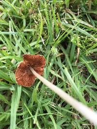 Conocybe apala image