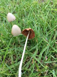 Conocybe apala image