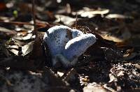 Lactarius indigo image