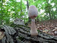 Leucoagaricus americanus image