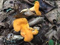 Cantharellus lateritius image