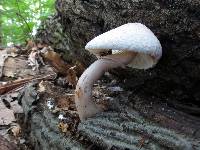 Leucoagaricus americanus image