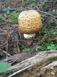 Agaricus augustus image