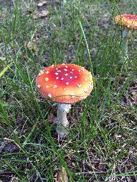 Amanita muscaria image