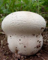 Calvatia cyathiformis image