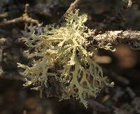 Evernia prunastri image