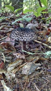 Strobilomyces strobilaceus image