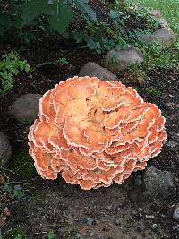 Laetiporus sulphureus image