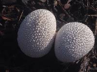 Lycoperdon perlatum image