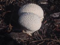 Lycoperdon perlatum image