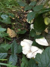 Pleurotus ostreatus image