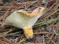 Image of Lactifluus hygrophoroides