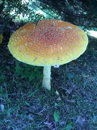 Amanita muscaria var. guessowii image