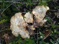 Polyporus squamosus image