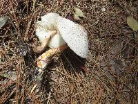 Leucoagaricus americanus image