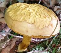 Retiboletus ornatipes image