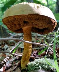 Retiboletus ornatipes image