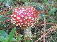 Amanita muscaria image