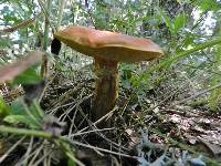 Suillus grevillei image