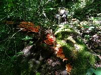 Laetiporus sulphureus image