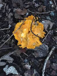 Cantharellus lateritius image